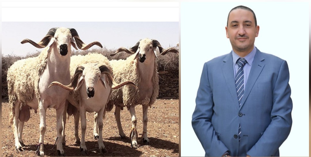 الدكتور بدر طنشري الوزاني :  قطيع الأغنام والماعز المعدّة لمناسبة عيد الأضحى المبارك في صحة جيدة