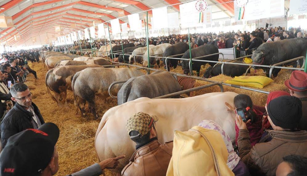 الملتقى الدولي للفلاحة بمكناس سينظم من 02 إلى 07 ماي المقبل تحت شعار : “الجيل الأخضر: لأجل سيادة غذائية مستدامة “