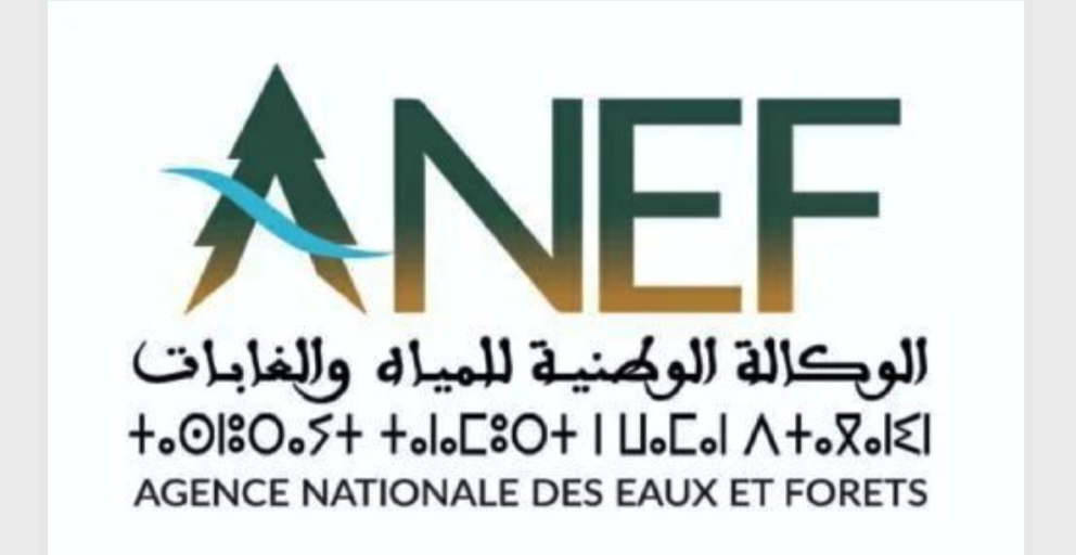 جرادة .. الوكالة الوطنية للمياه والغابات تنقذ نسر بري وتعيد إطلاقه في بيئته الطبيعية